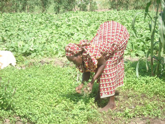 Agriculture biologique dans la communaut de Diender.
