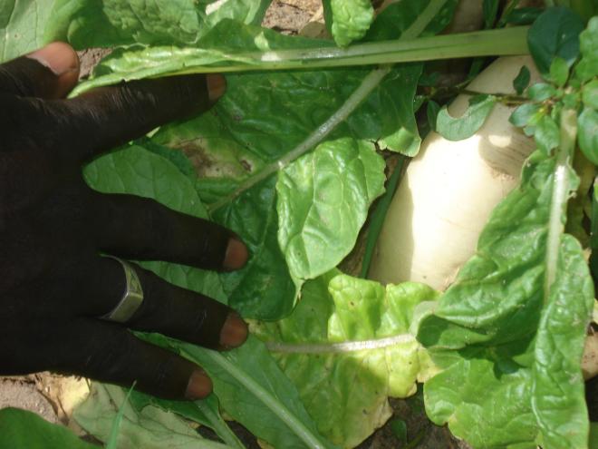 Agriculture biologique dans la communaut de Diender.